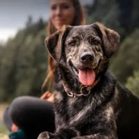 Best Pet Rx